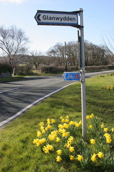 all roads lead to daffodils